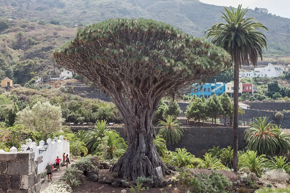 Drago Milenario + Parque del Drago + Mariposario (Icod de los Vinos) – Tenerife
