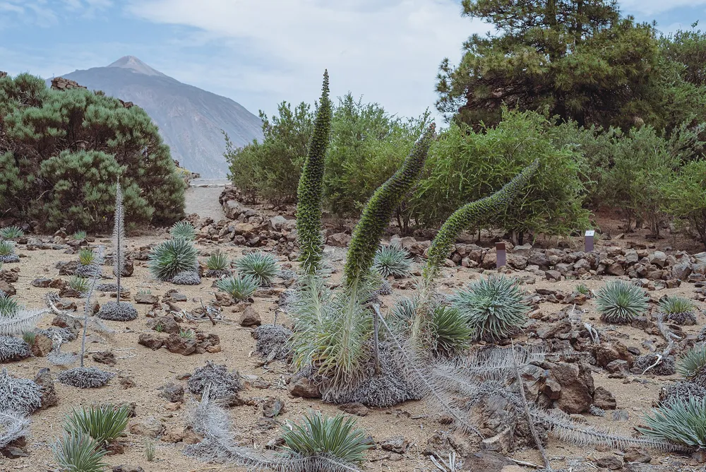 Centro de Visitantes El Portillo (Teide NP) – Tenerife