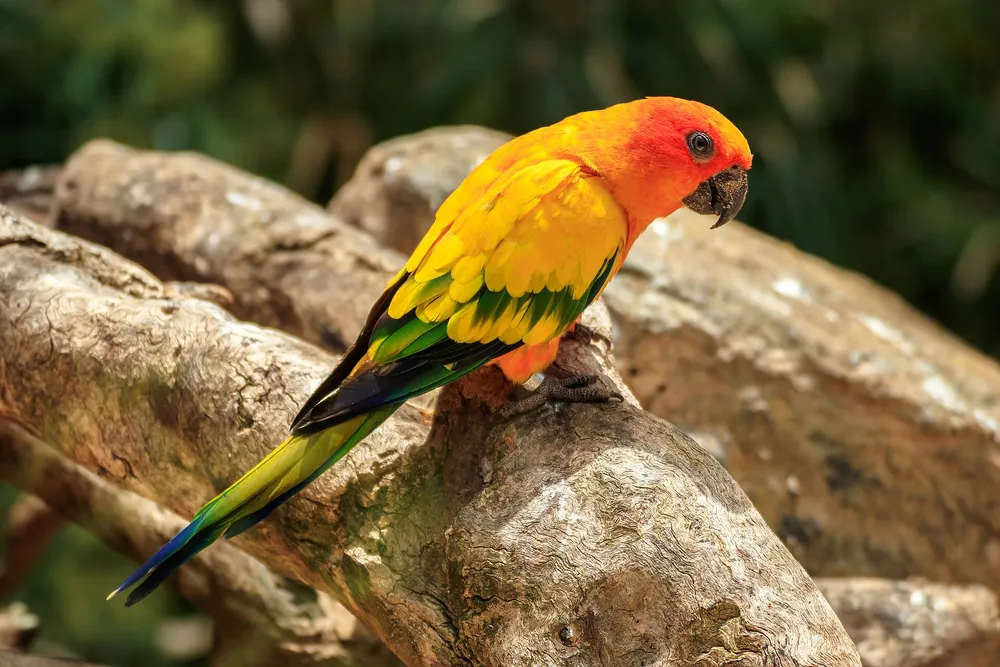 Loro Parque – Tenerife