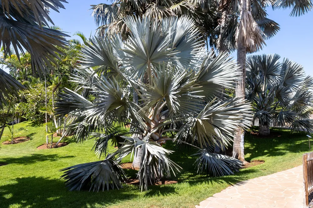 Santa Cruz de Tenerife + Palmetum – Tenerife