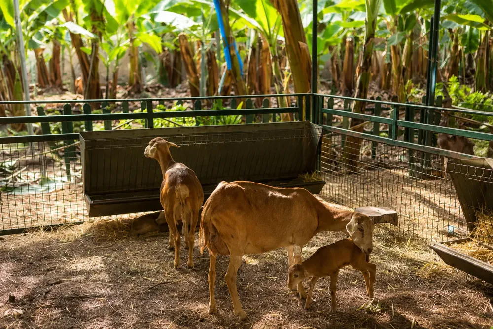 El Cordero – Costa Adeje, Tenerife